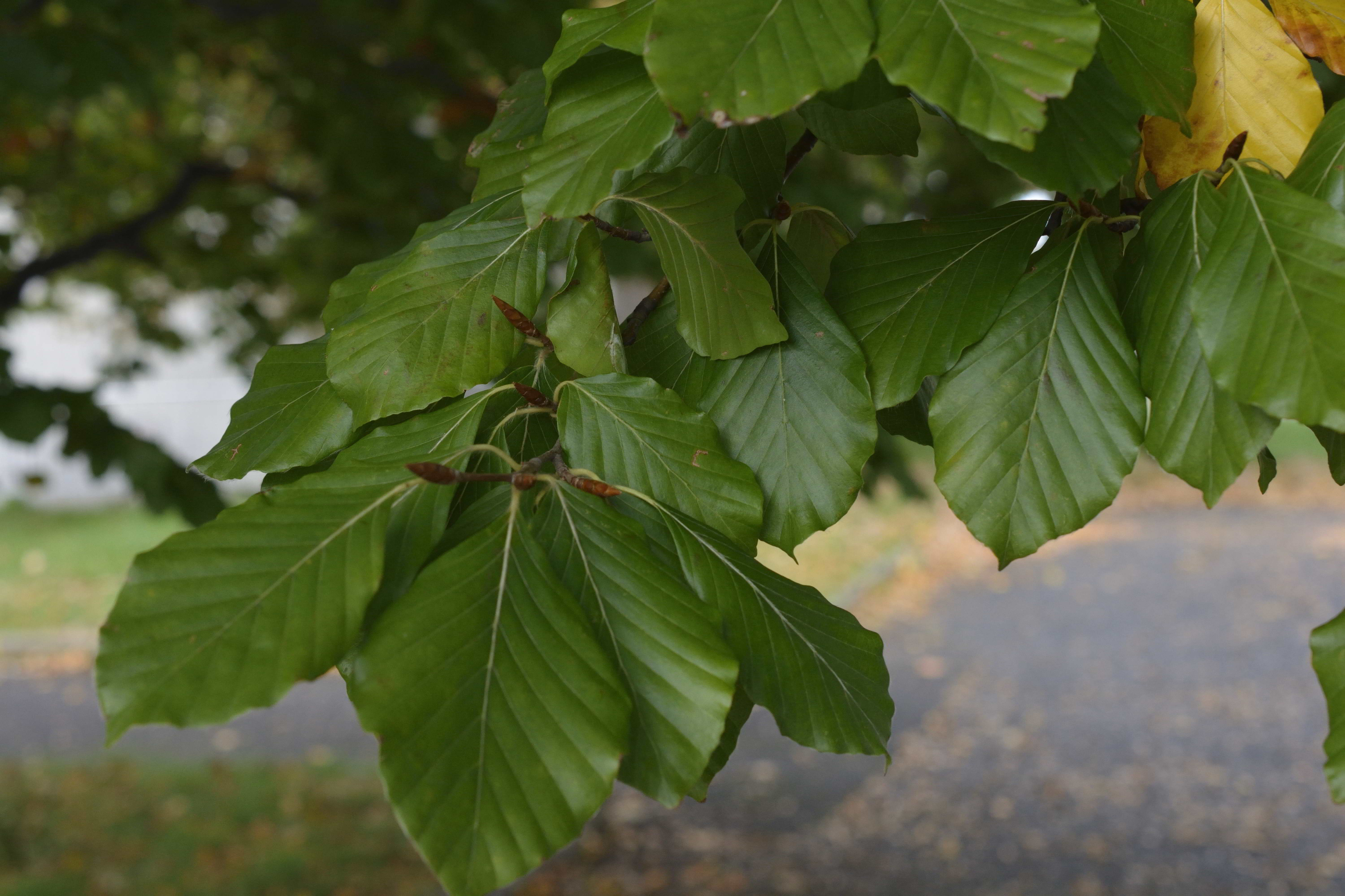 Fagus sylvatica