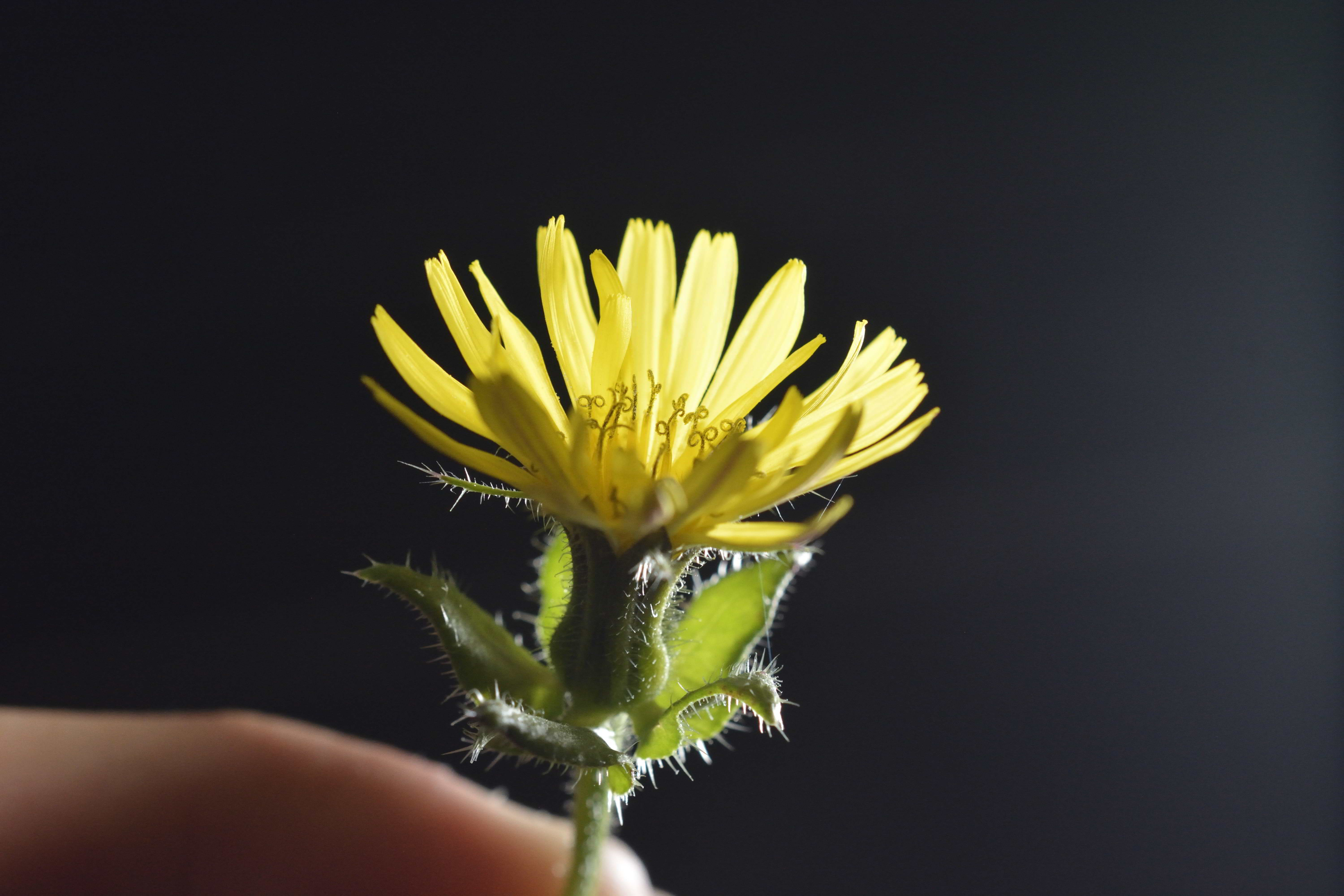 Helmintotheca echioides