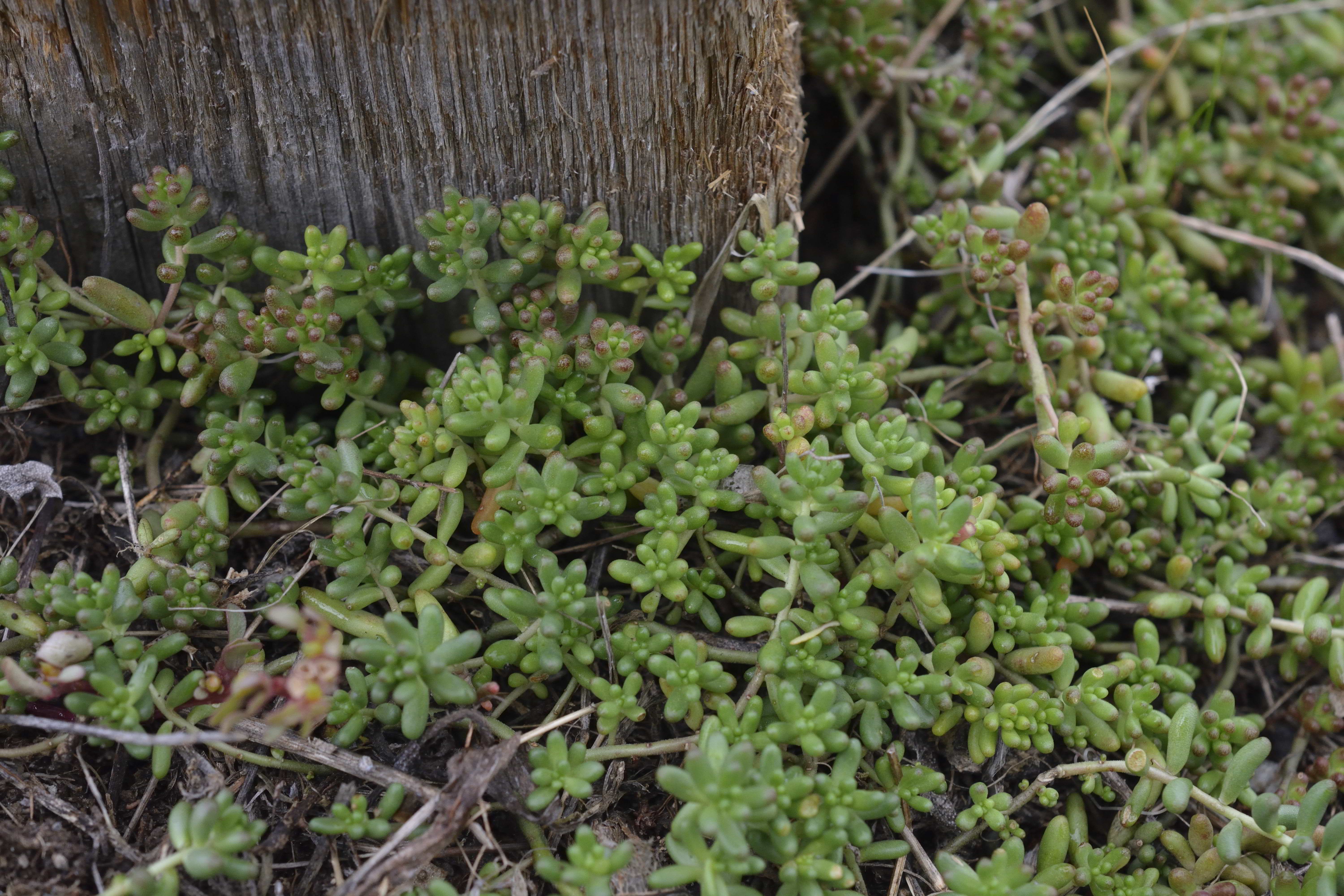 Sedum album